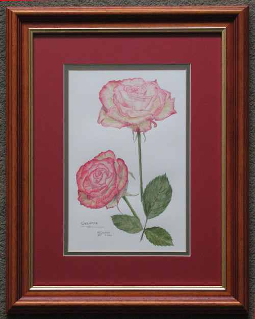 'Rosa 'Cezanne'