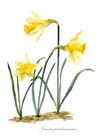 Narcissus notelet