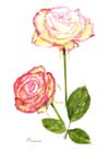 Rose 'Cezanne'
