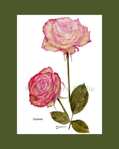 print of Rose 'Cezanne'