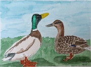 Mallards