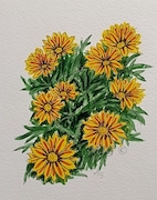 Gazania
