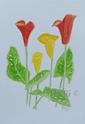 Zantedeschia